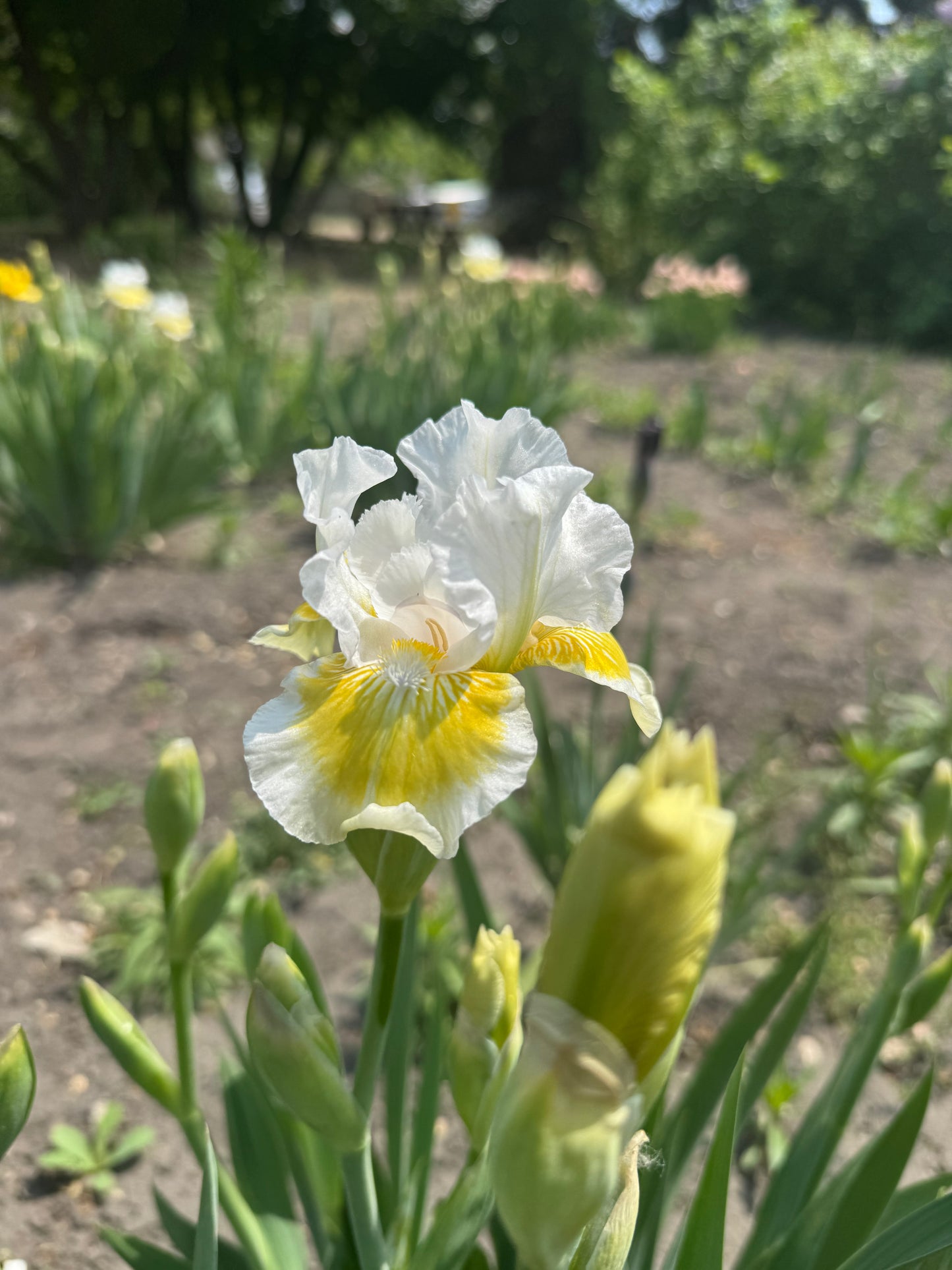 Iris - Lunar Frost (IB) *Restocking Summer 2026*