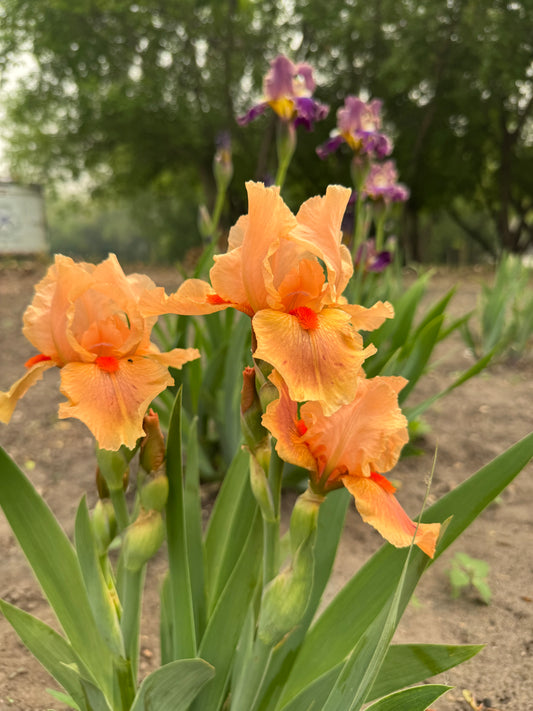 Iris - Pink Pele (IB) *Restocking Summer 2026*