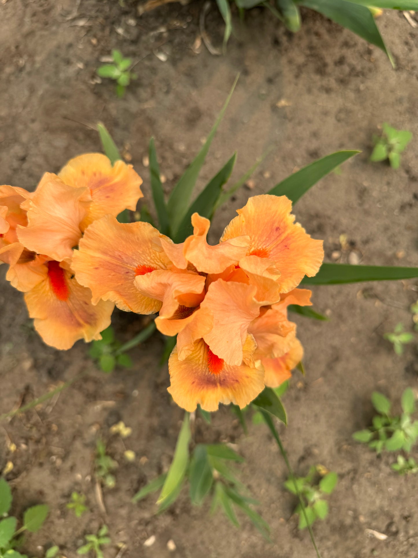 Iris - Pink Pele (IB) *Restocking Summer 2026*