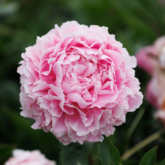 Peony Root - Sarah Bernhardt *ships late Oct*
